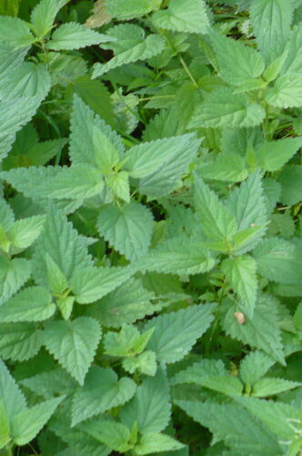 Speed Date with Nettles: Green Beauty of Spring!